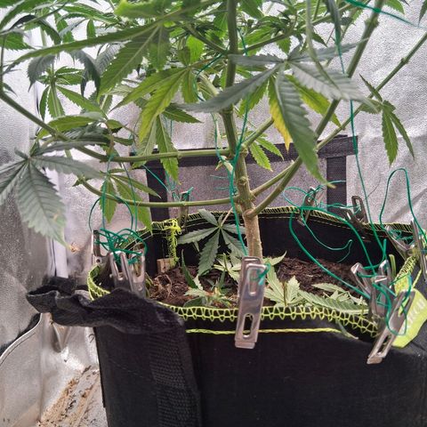 Purple Bud #1 growlog timeline photo