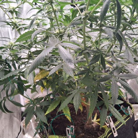 Purple Bud #1 growlog timeline photo