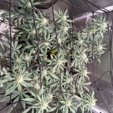 Purple Bud #1 growlog timeline photo