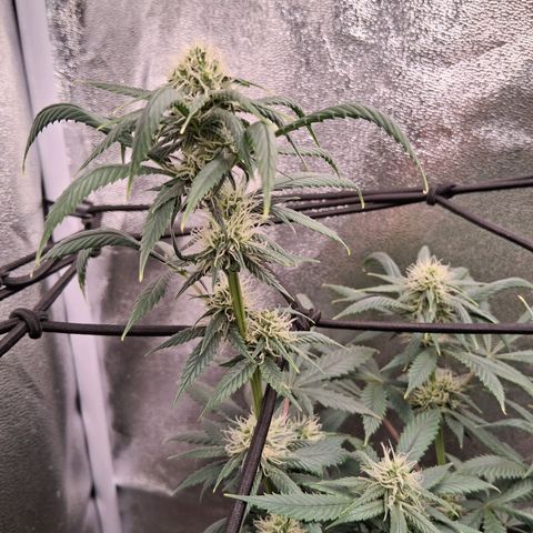 Purple Bud #1 growlog timeline photo
