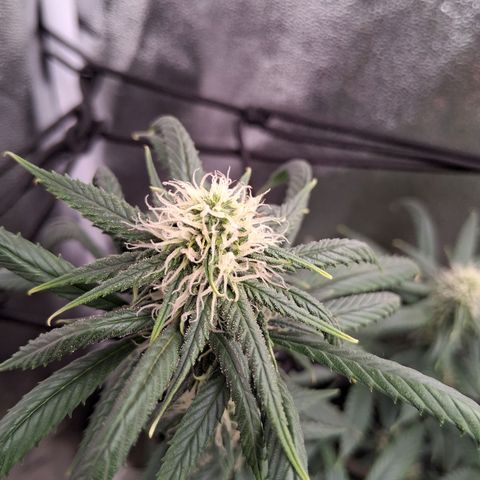 Purple Bud #1 growlog timeline photo