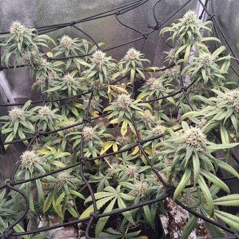 Purple Bud #1 growlog timeline photo