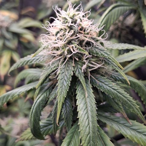 Purple Bud #1 growlog timeline photo