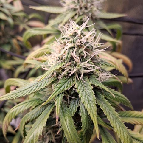 Purple Bud #1 growlog timeline photo