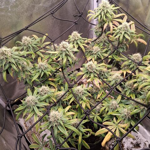 Purple Bud #1 growlog timeline photo