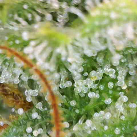 Purple Bud #1 growlog timeline photo