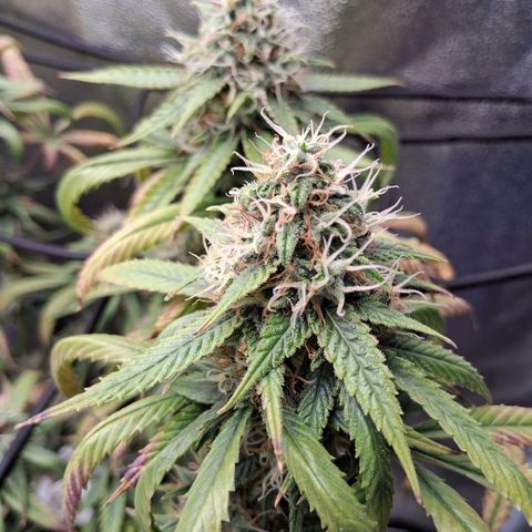 Purple Bud #1 growlog timeline photo