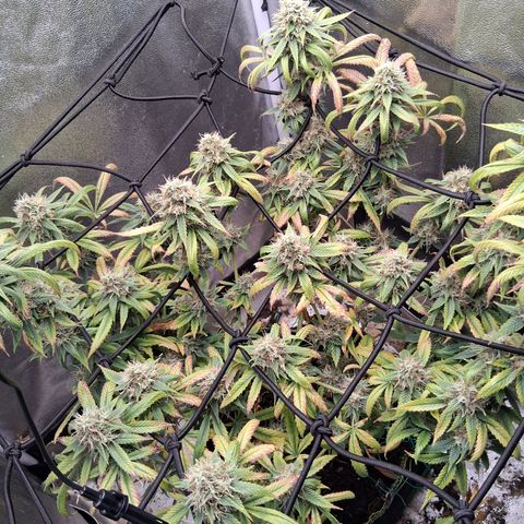 Purple Bud #1 growlog timeline photo