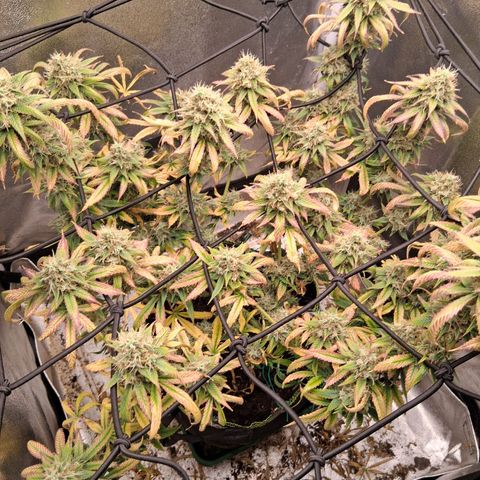 Purple Bud #1 growlog timeline photo