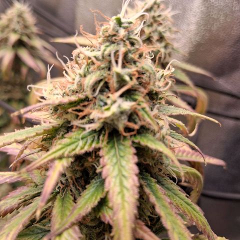 Purple Bud #1 growlog timeline photo