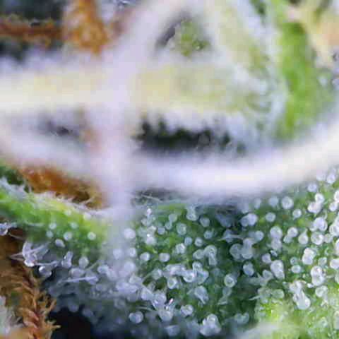 Purple Bud #1 growlog timeline photo