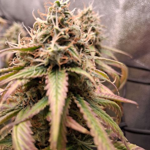 Purple Bud #1 growlog timeline photo