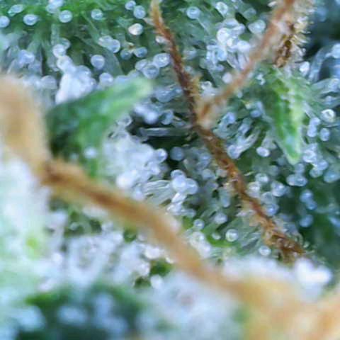 Purple Bud #1 growlog timeline photo