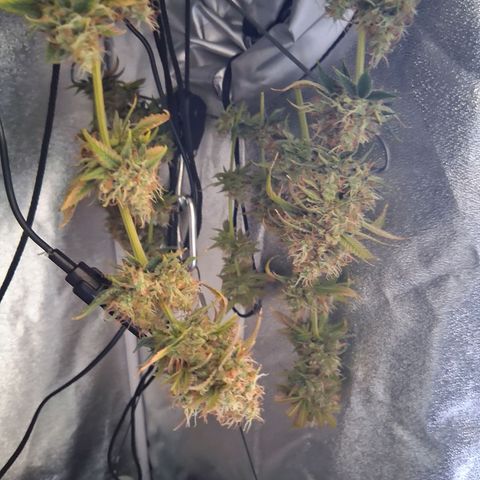 Purple Bud #1 growlog timeline photo