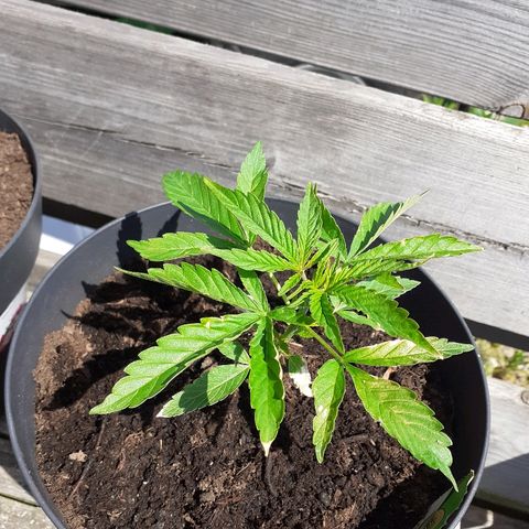 Royal Bluematic growlog timeline photo