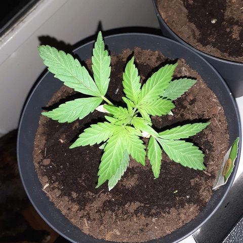 Royal Bluematic growlog timeline photo