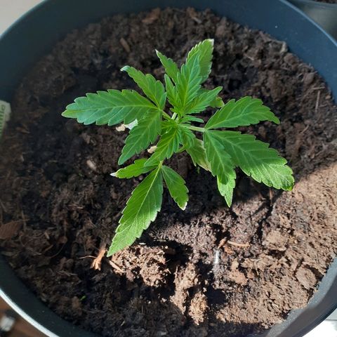 Royal Bluematic growlog timeline photo