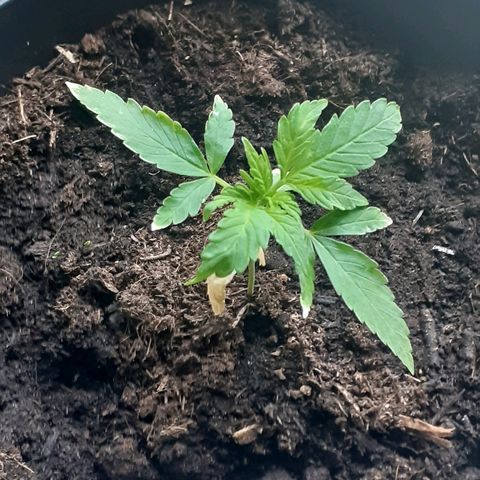 Royal Bluematic growlog timeline photo