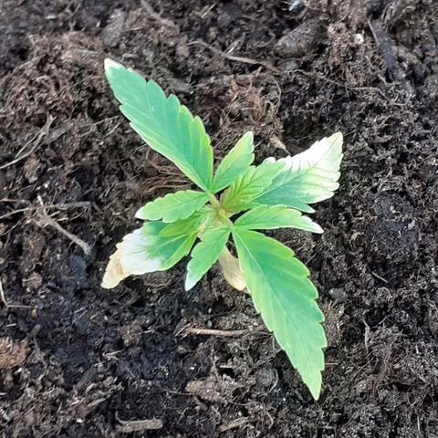 Royal Bluematic growlog timeline photo