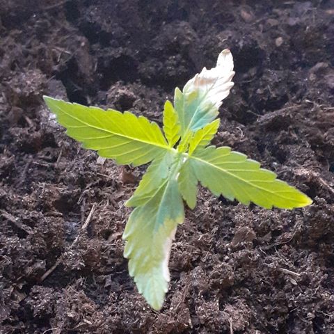 Royal Bluematic growlog timeline photo