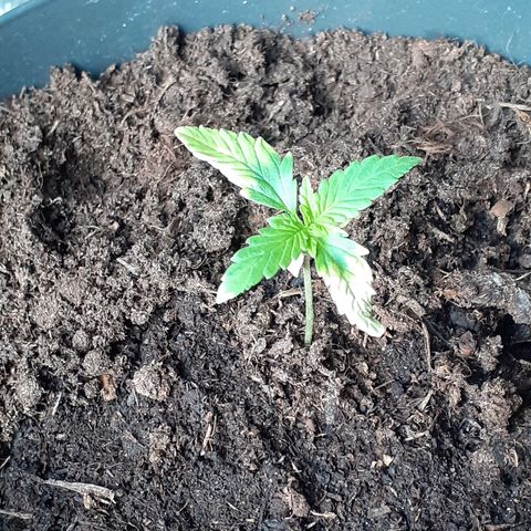 Royal Bluematic growlog timeline photo