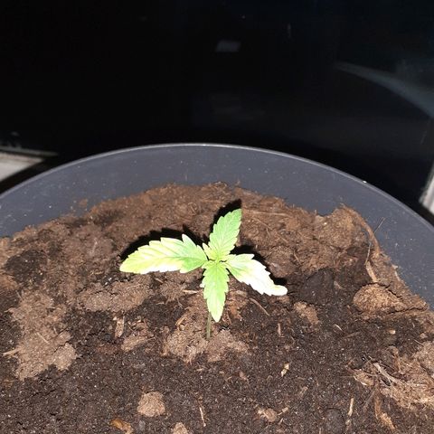 Royal Bluematic growlog timeline photo