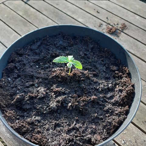 Royal Bluematic growlog timeline photo