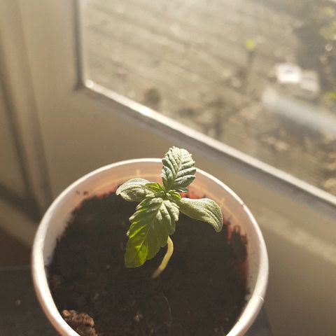 Royal Bluematic growlog timeline photo