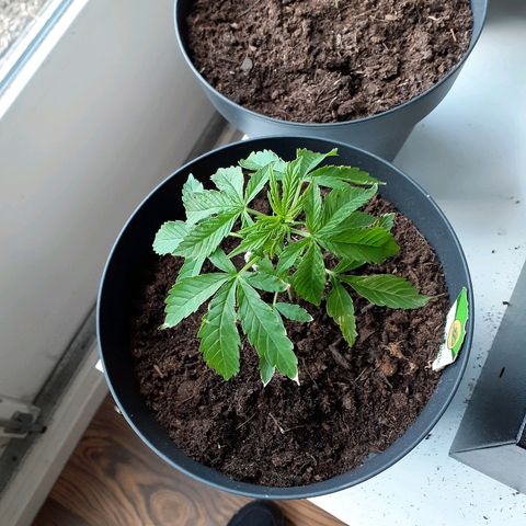 Royal Bluematic growlog timeline photo