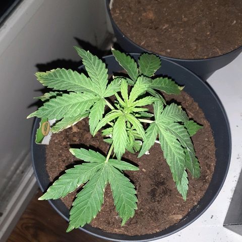 Royal Bluematic growlog timeline photo