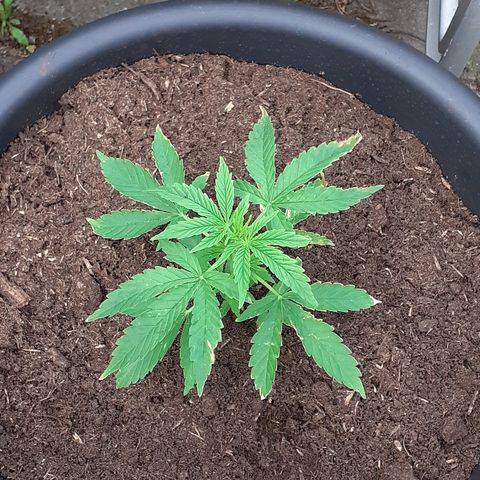 Royal Bluematic growlog timeline photo