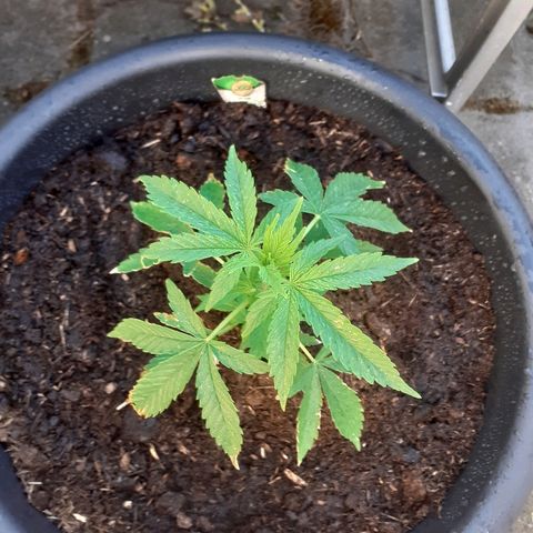 Royal Bluematic growlog timeline photo