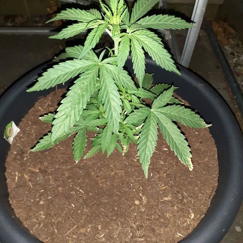 Royal Bluematic growlog timeline photo
