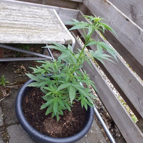 Royal Bluematic growlog timeline photo