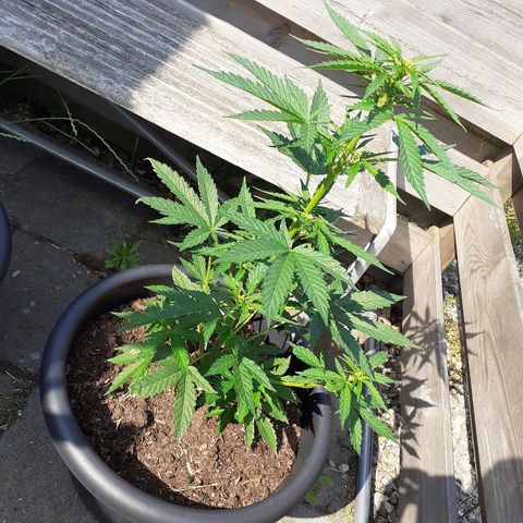 Royal Bluematic growlog timeline photo