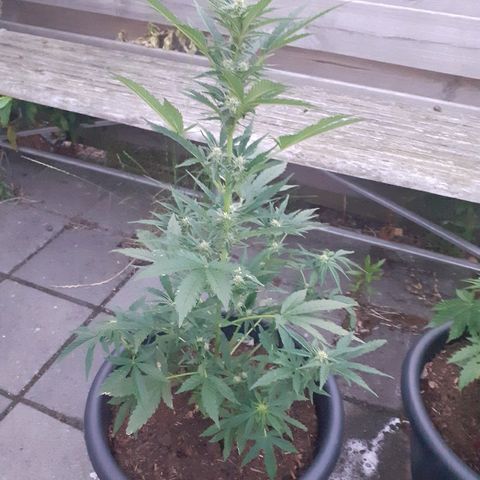 Royal Bluematic growlog timeline photo