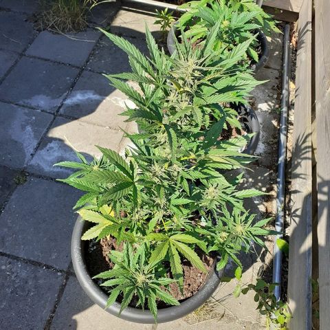 Royal Bluematic growlog timeline photo
