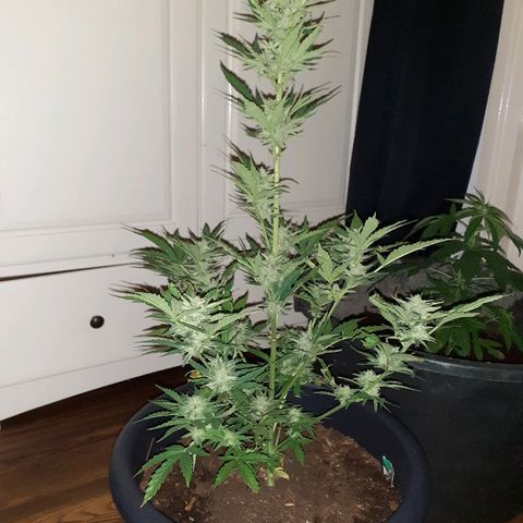 Royal Bluematic growlog timeline photo