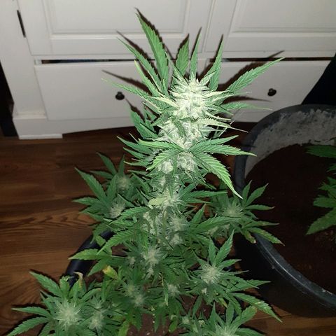 Royal Bluematic growlog timeline photo