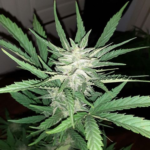Royal Bluematic growlog timeline photo