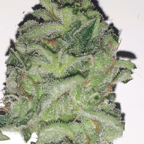 Royal Bluematic growlog timeline photo