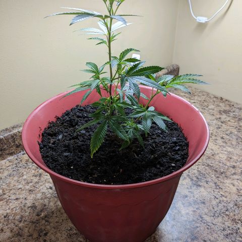 Wedding Cake  growlog timeline photo