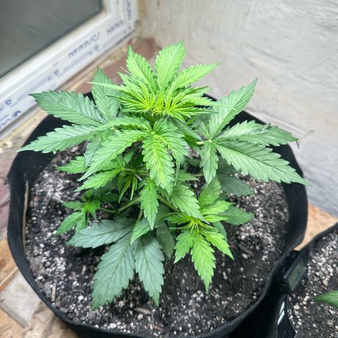 Ami growlog timeline photo