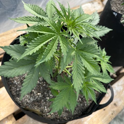 Ami growlog timeline photo