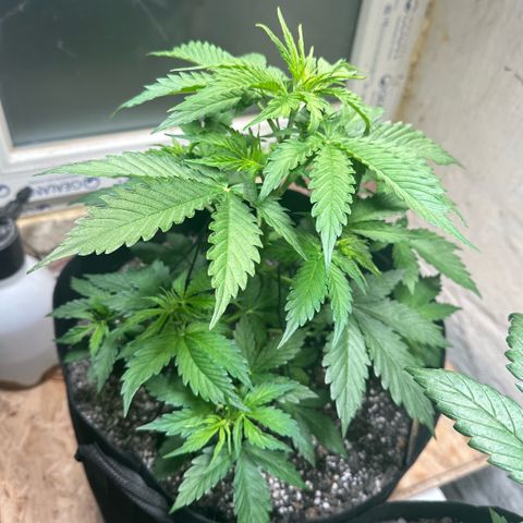 Ami growlog timeline photo