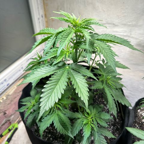 Ami growlog timeline photo