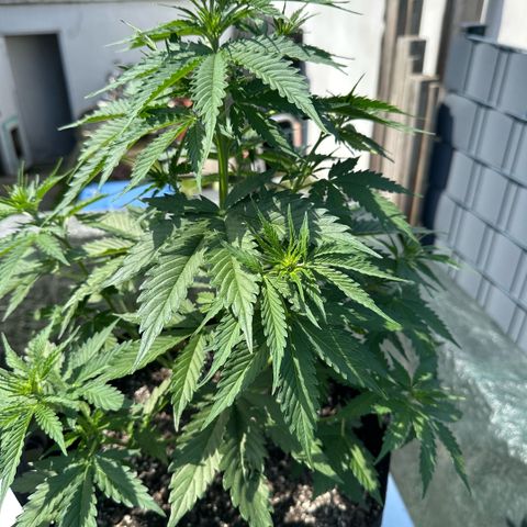 Ami growlog timeline photo