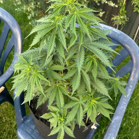 Ami growlog timeline photo