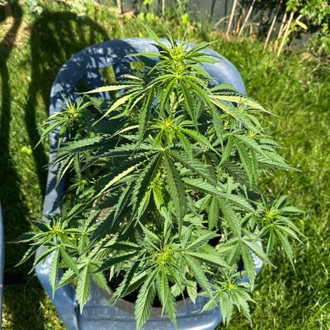 Ami growlog timeline photo