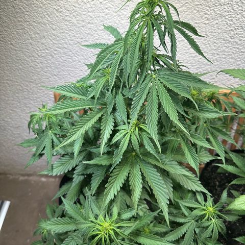 Ami growlog timeline photo